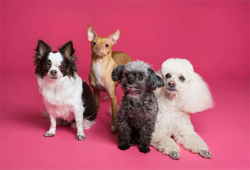How to Keep Your Dog Cool in Summer: 7 Heat Safety Tips