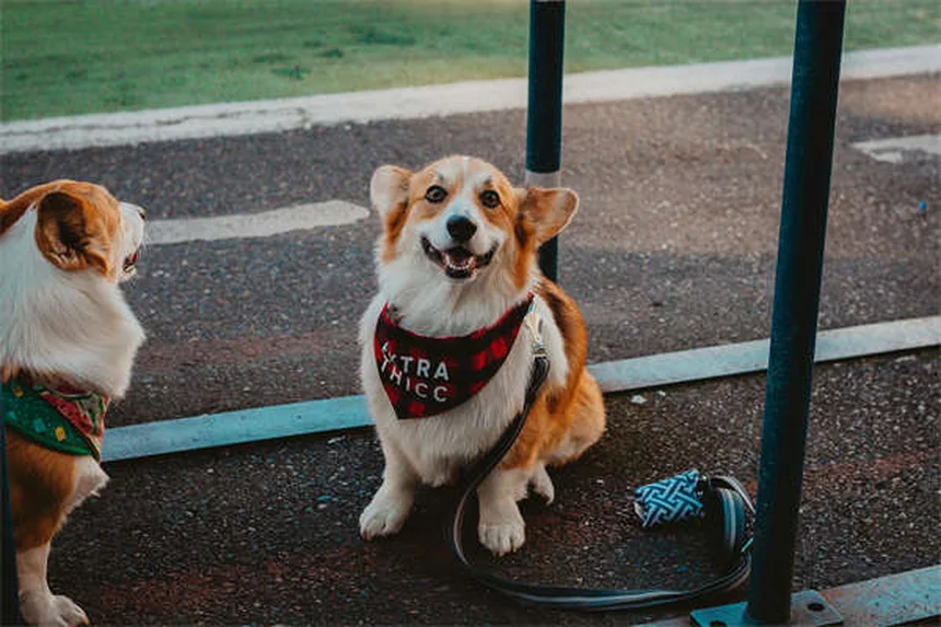 How to Keep Your Dog Cool in Summer: 7 Heat Safety Tips