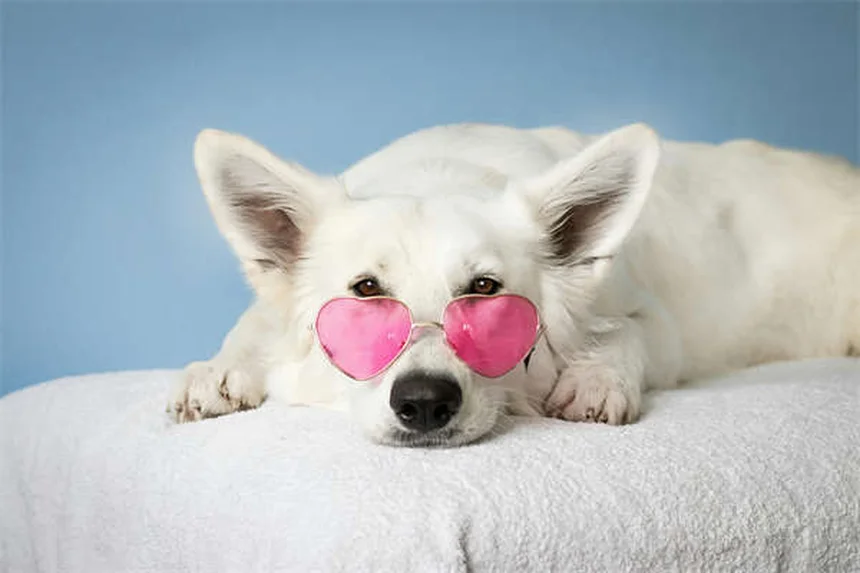 How to Keep Your Dog Cool in Summer: 7 Heat Safety Tips