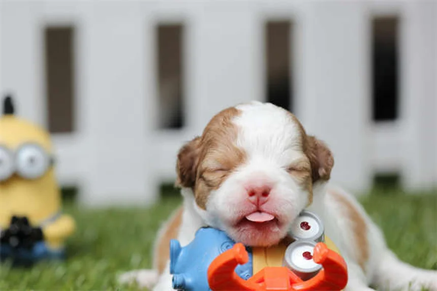 Why Do Cats Fart? 5 Surprising Reasons & Vet-Approved Fixes