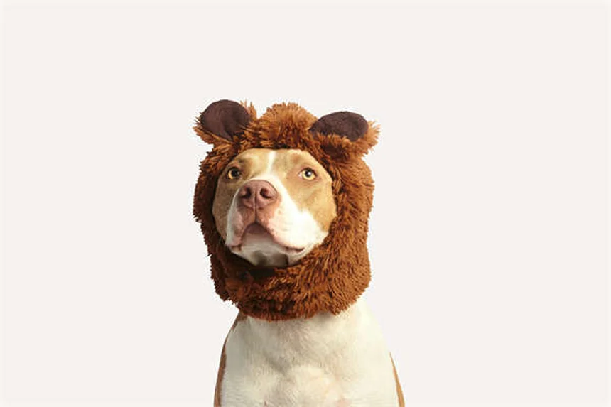 Incurin® for Dogs: The Complete Guide to Estrogen Therapy
