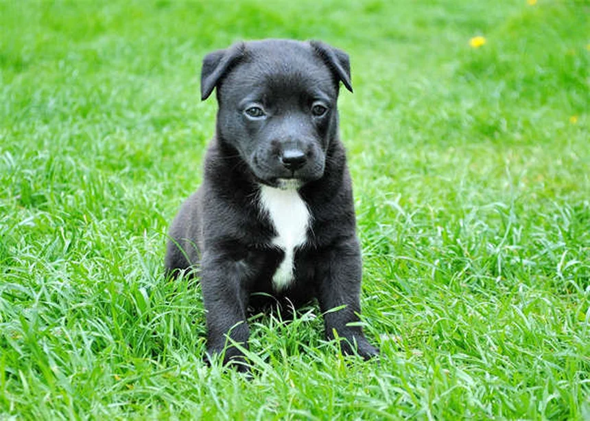 Incurin® for Dogs: The Complete Guide to Estrogen Therapy