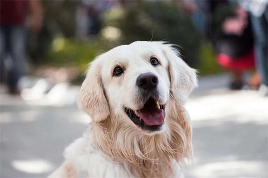 Incurin® for Dogs: The Complete Guide to Estrogen Therapy