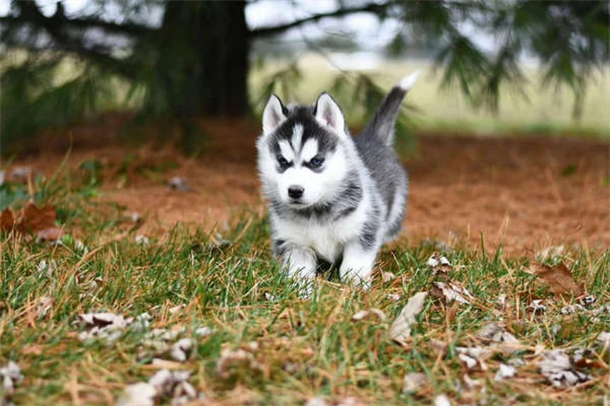 Top 5 Most Adorable Rabbit Breeds for Pet Lovers