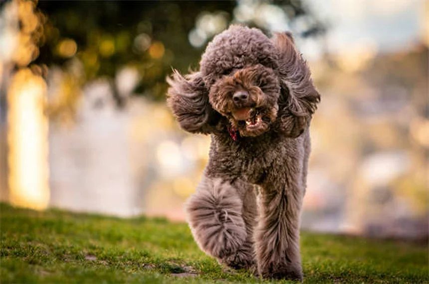 Top 5 Most Adorable Rabbit Breeds for Pet Lovers