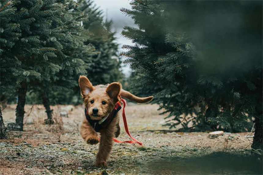 5 Common Dog Training Mistakes That Undo All Your Hard Work