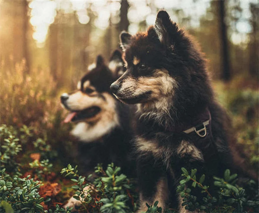 5 Common Dog Training Mistakes That Undo All Your Hard Work
