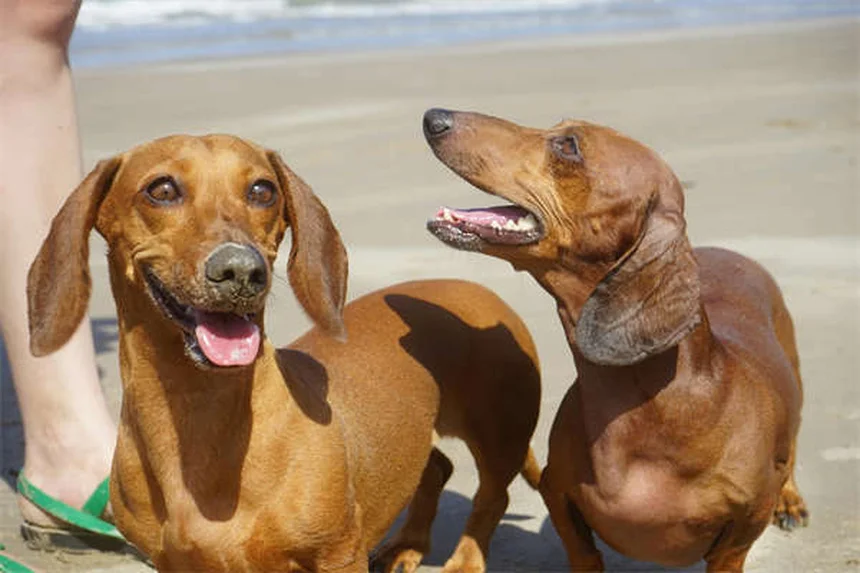 Pyometra in Rabbits: 5 Warning Signs Every Owner Should Know