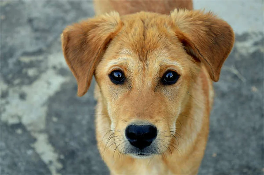 6 Most Common Mixed Breed Dog DNA Test Results (2024 Guide)