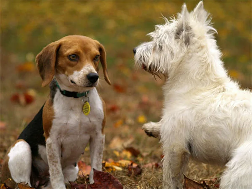 Cytopoint for Dogs: Itch Relief That Actually Works