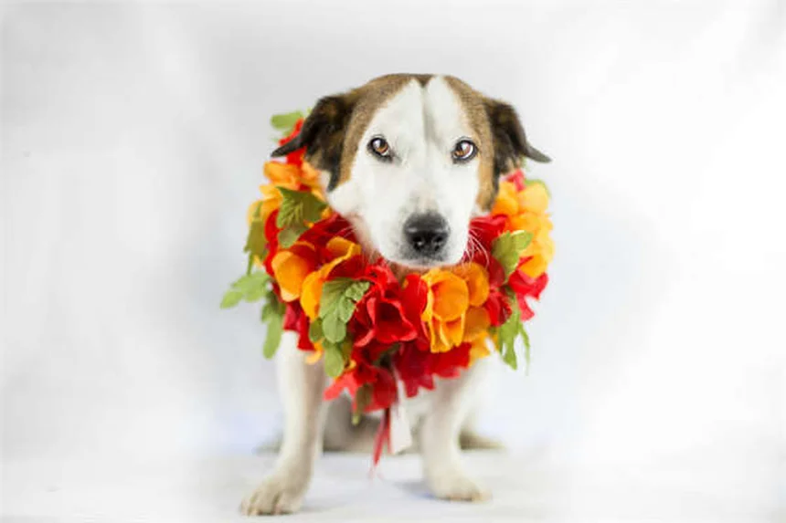 Cytopoint for Dogs: Itch Relief That Actually Works