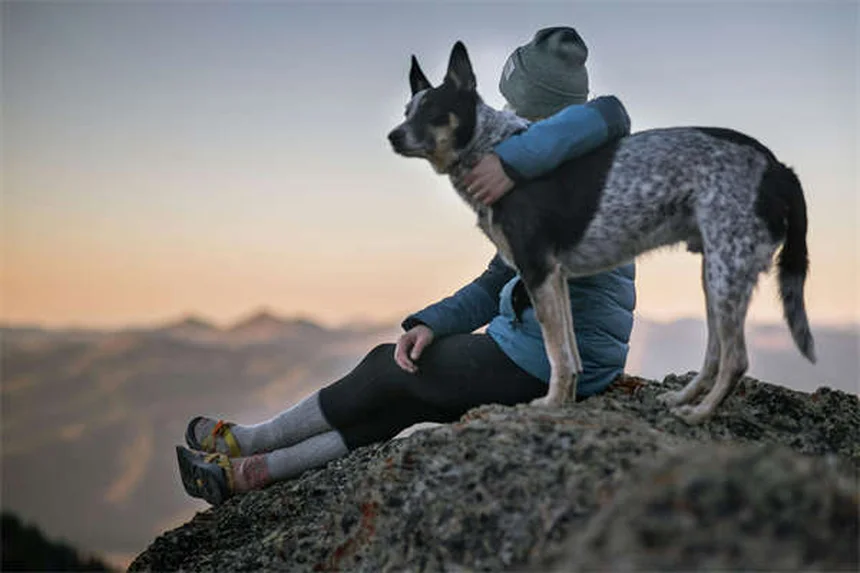Cytopoint for Dogs: Itch Relief That Actually Works