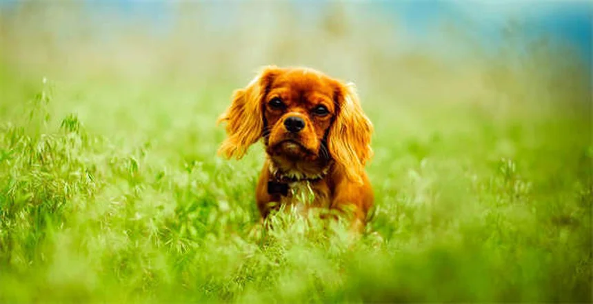 Metoclopramide for Pets: Uses, Dosage & Side Effects Guide