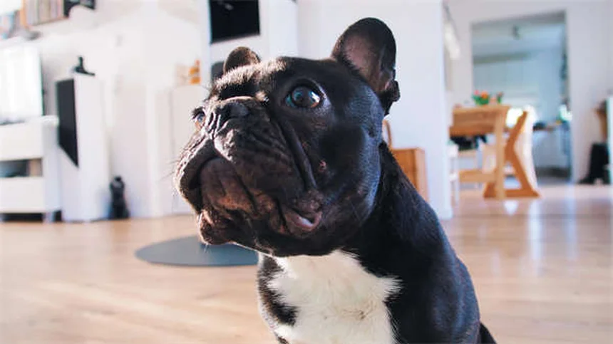 Metoclopramide for Pets: Uses, Dosage & Side Effects Guide