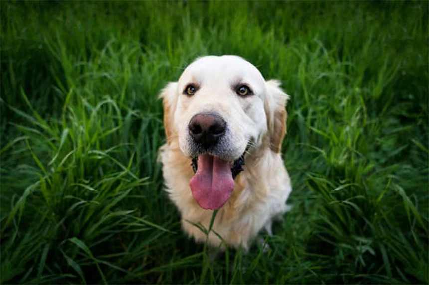 Metoclopramide for Pets: Uses, Dosage & Side Effects Guide