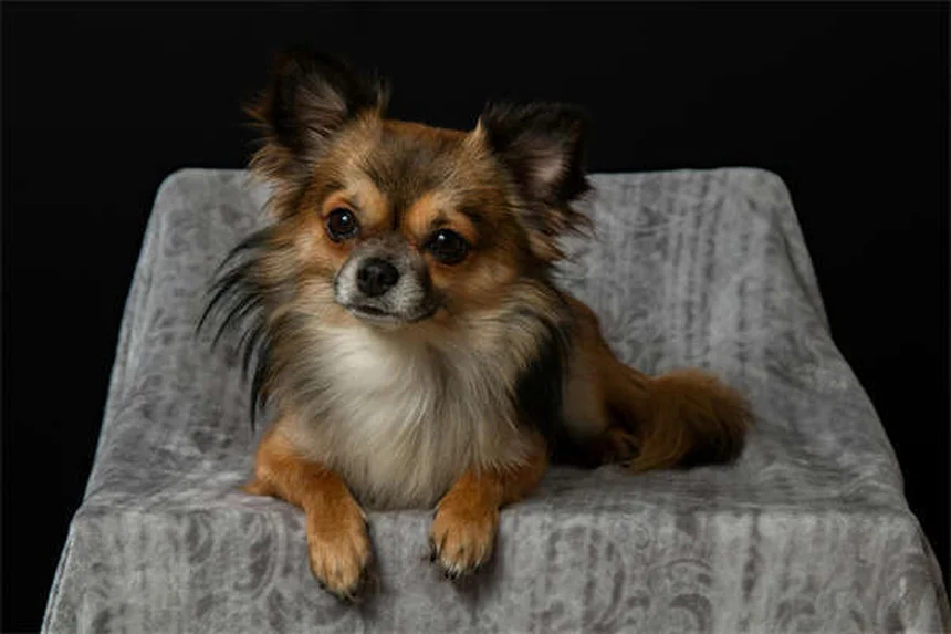 Apoquel for Dogs: Fast-Acting Itch Relief Your Vet Recommends