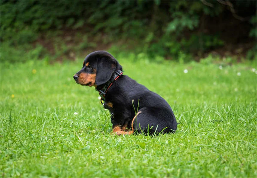Apoquel for Dogs: Fast-Acting Itch Relief Your Vet Recommends