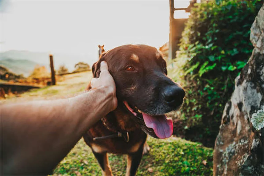Apoquel for Dogs: Fast-Acting Itch Relief Your Vet Recommends
