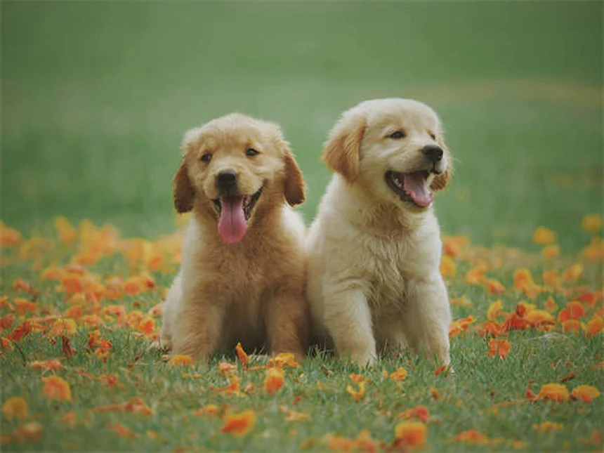 How to Stop Your Dog from Peeing When Excited: 5 Proven Solutions