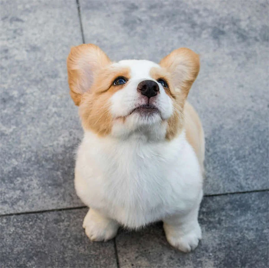 How to Stop Your Dog from Peeing When Excited: 5 Proven Solutions