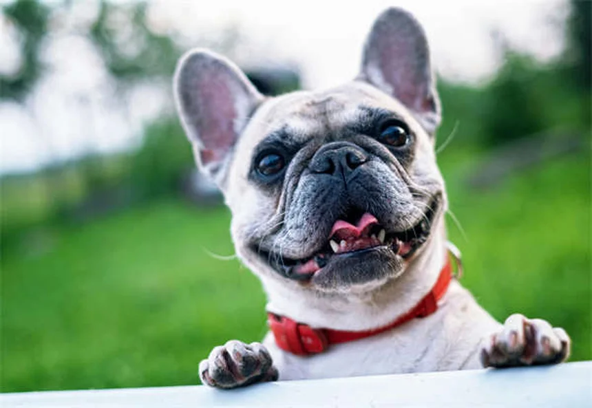 How to Stop Your Dog from Peeing When Excited: 5 Proven Solutions