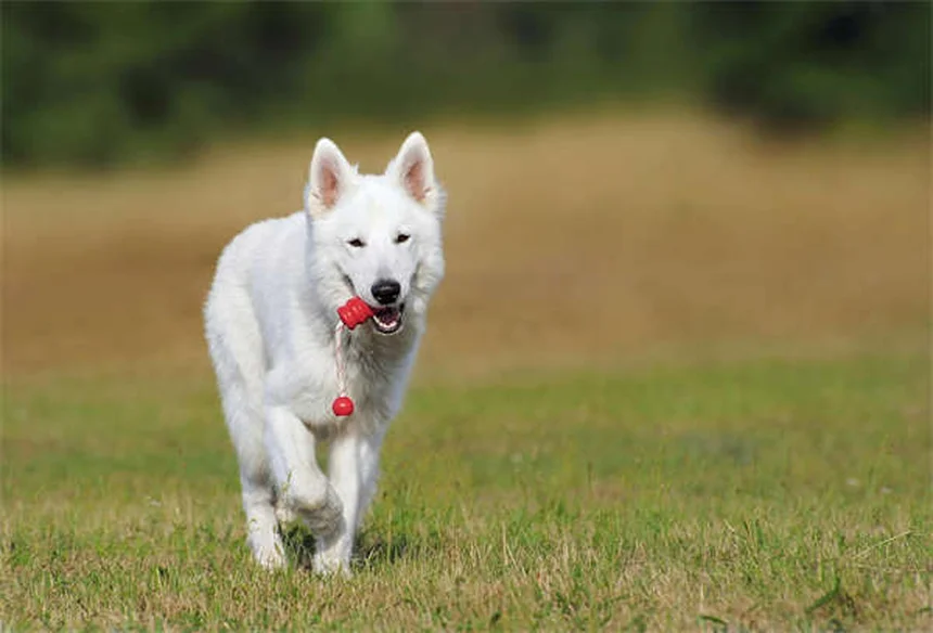 Rabbit Chewed Electrical Cord? Emergency Steps to Save Your Pet