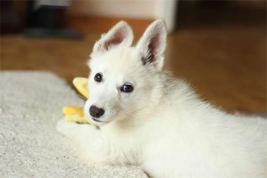 5 Common Kitten Behavior Problems & How to Fix Them Fast