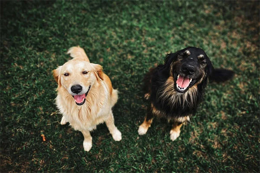 Shaking Puppy Syndrome: Causes, Symptoms & Treatment Options