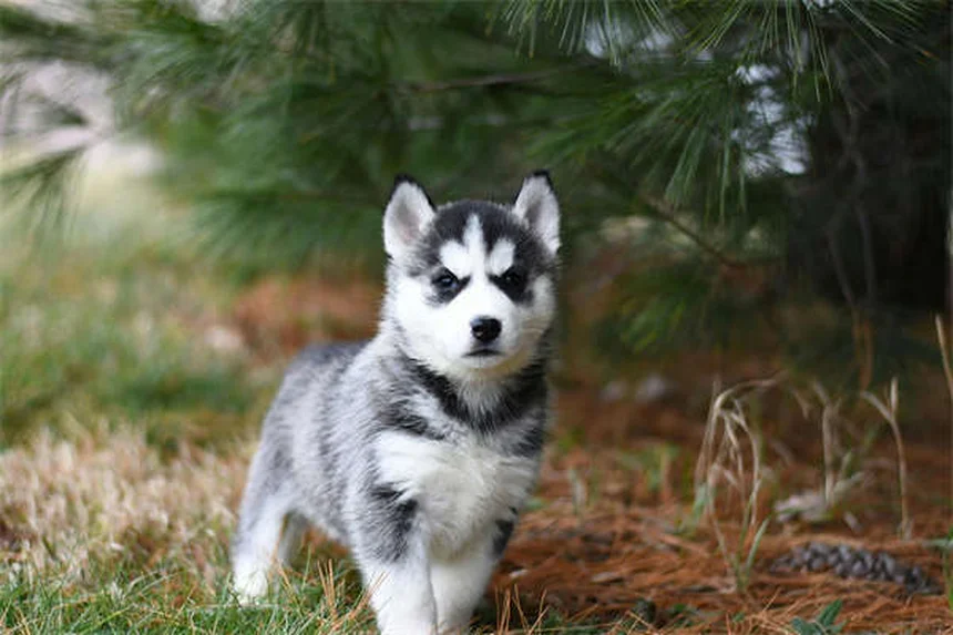 Shaking Puppy Syndrome: Causes, Symptoms & Treatment Options