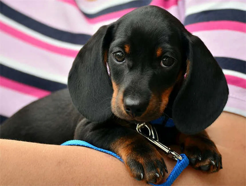 Shaking Puppy Syndrome: Causes, Symptoms & Treatment Options