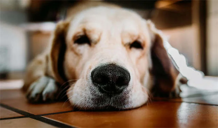 Proliferative Enteritis in Hamsters: 5 Warning Signs & Prevention Tips