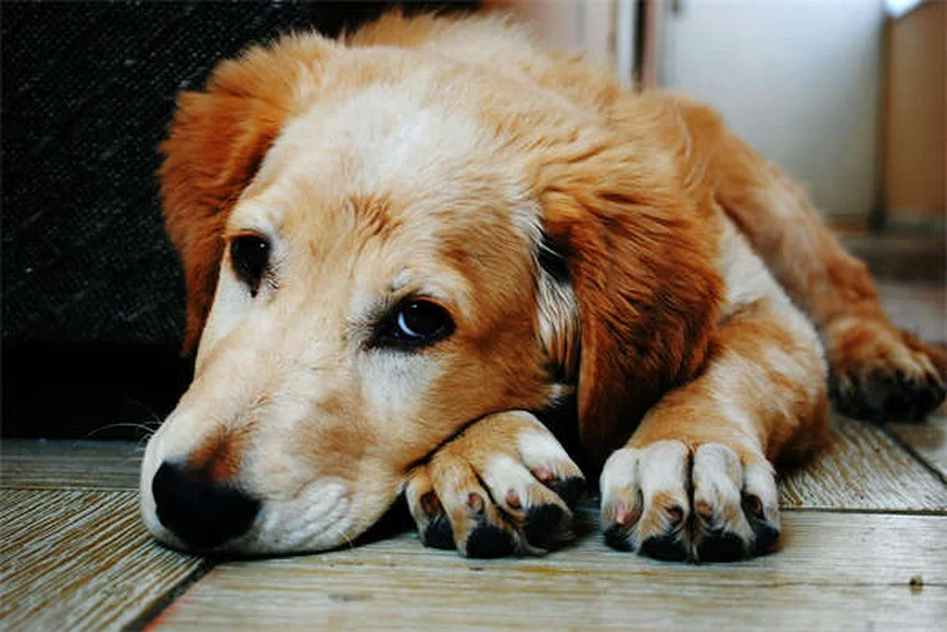 Proliferative Enteritis in Hamsters: 5 Warning Signs & Prevention Tips
