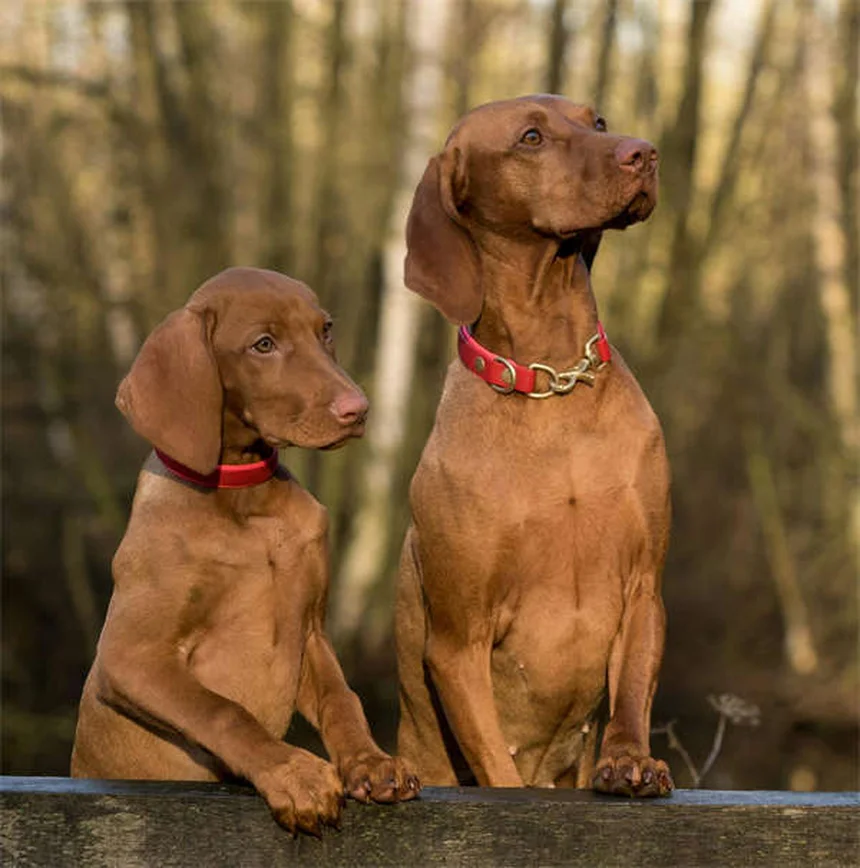 Flea Bites on Dogs: How to Spot, Treat, and Prevent These Pesky Pests