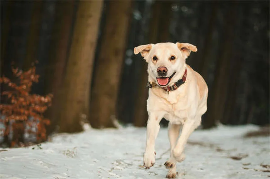 5 Must-Have Dog Crate Accessories for a Cozy Canine Retreat