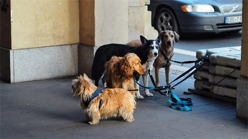 5 Must-Have Dog Crate Accessories for a Cozy Canine Retreat