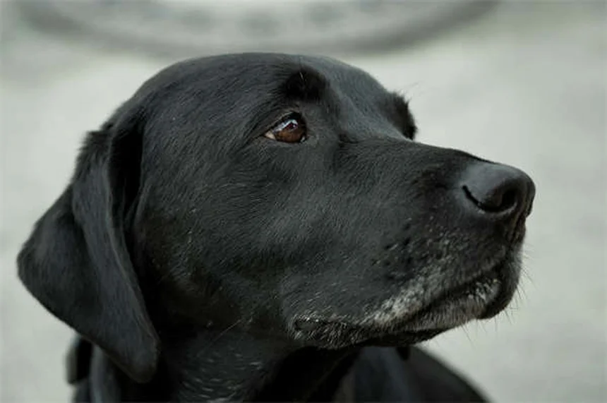 5 Must-Have Dog Crate Accessories for a Cozy Canine Retreat