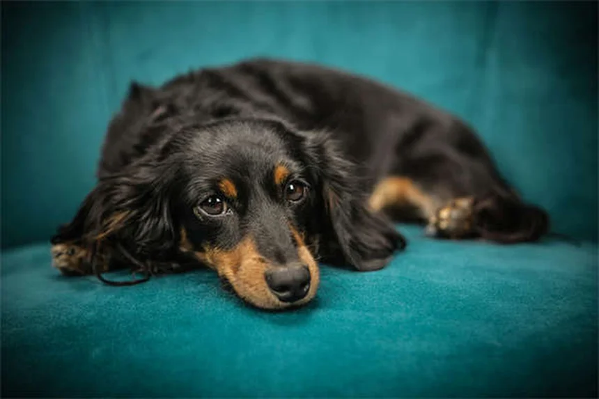How Many Words Can Dogs Understand? Surprising Facts About Canine Vocabulary