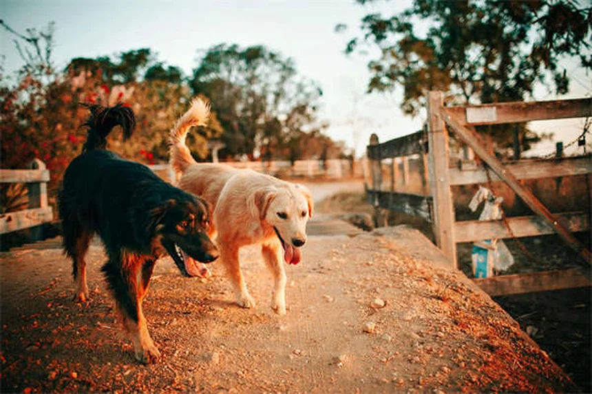 How Many Words Can Dogs Understand? Surprising Facts About Canine Vocabulary