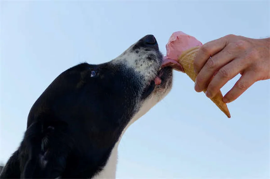 How Many Words Can Dogs Understand? Surprising Facts About Canine Vocabulary