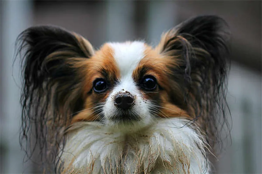 Dog Edema: 5 Warning Signs Your Pup's Swelling Isn't Normal