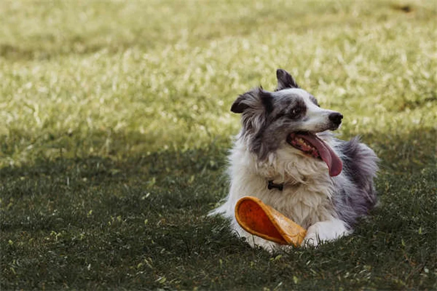 Dog Edema: 5 Warning Signs Your Pup's Swelling Isn't Normal