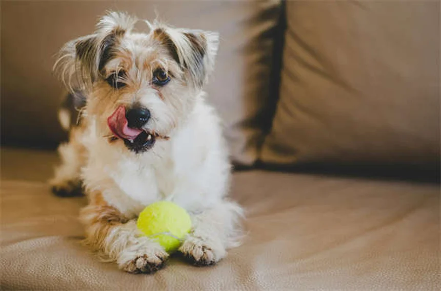 Dog Edema: 5 Warning Signs Your Pup's Swelling Isn't Normal