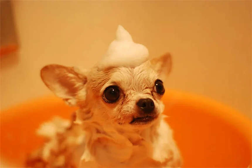 7 Common Pet Bathing Mistakes You're Probably Making