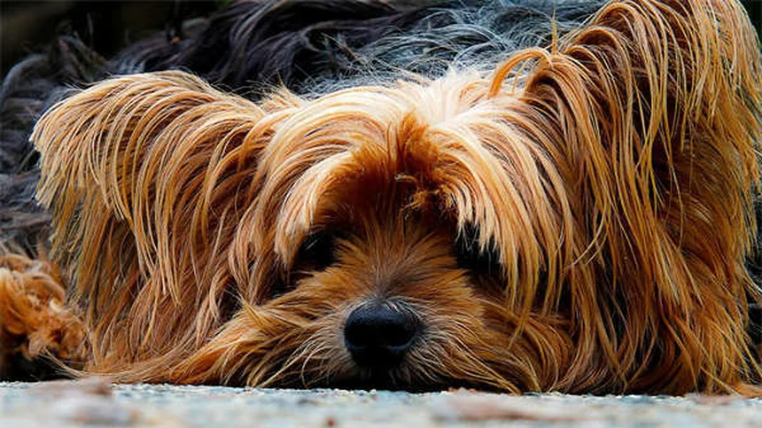 7 Common Pet Bathing Mistakes You're Probably Making