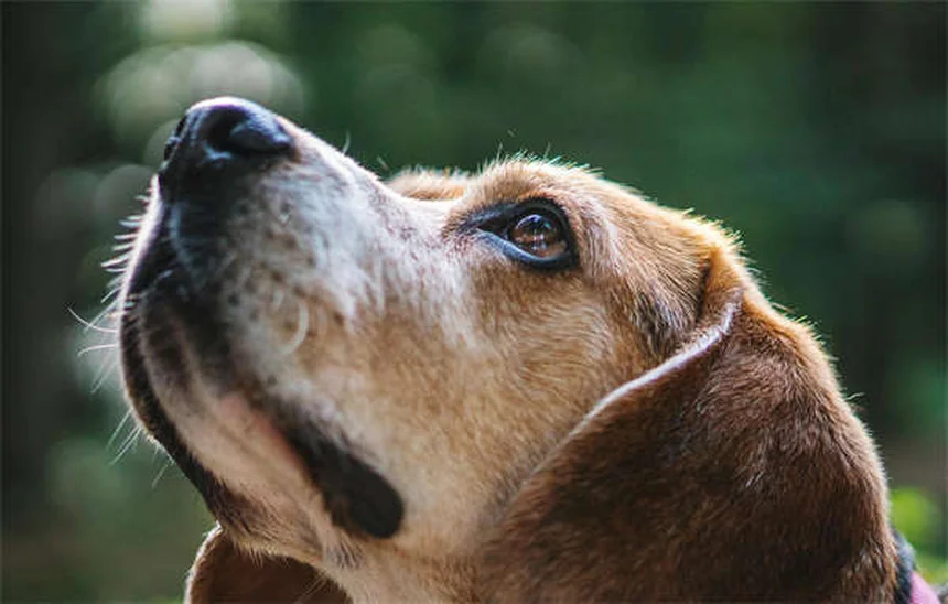 Essential Vaccines for Outdoor Cats: A Complete Guide
