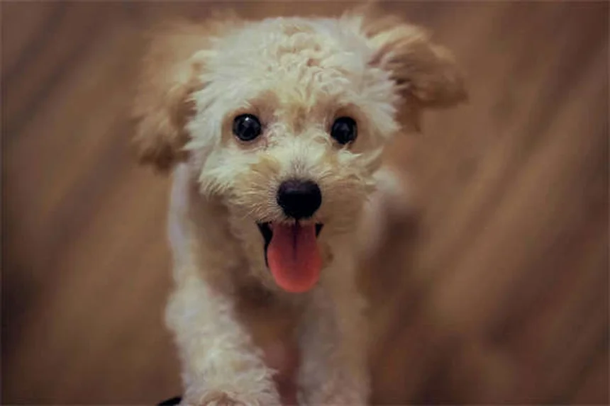 14 Calm Dog Breeds Perfect for Relaxed Pet Owners