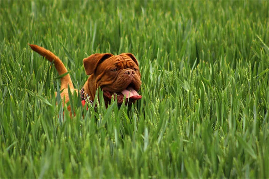 14 Calm Dog Breeds Perfect for Relaxed Pet Owners