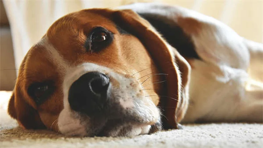 14 Calm Dog Breeds Perfect for Relaxed Pet Owners